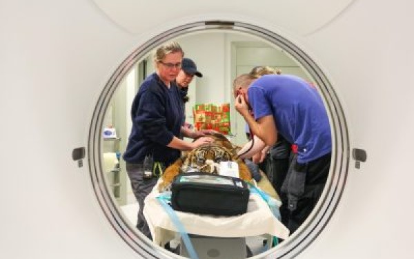 Pacific Radiology helps to save lives at Wellington Zoo